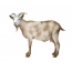 Слика за деца коза