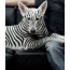 Anjing jenis zebra!