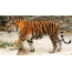 Amur tiger wallpaper