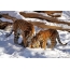 Amur tigris család