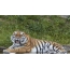 Amur tigris a fejpánton
