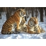 Tigri in neve
