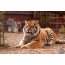 Foto tigra Amur
