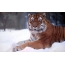 Tigris a hóban