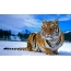 Tigre sentado na neve