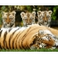Tigress con tigre cubs