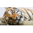 Tiger's muzzle full screen