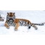 Tigris a hóban fekszik