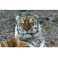 Tigerova papuľa na plnej obrazovke