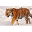 Tiger v snehu