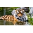 Tiger ջրի մեջ