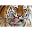 Тигрица со тигар младенче