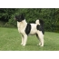سیاہ اور سفید کتے