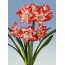 Amaryllis फूल स्क्रीनसेवर