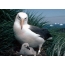 Albatross bl-Iswed ta 'Crow