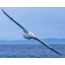 Albatross lidojumā