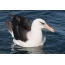 Melnais spin albatross