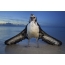 Albatross Bird Photo