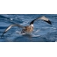 Juodasis sparnus albatrosas