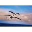 Gemalte Albatrosses