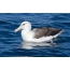 Foto albatross uz ūdens