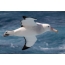 Qara qanadlı Albatross