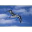 Albatros na nebu