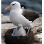 Naine albatross koos tibiga