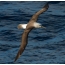 Albatross Spin Dubh