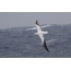 Albatross bil-ġwienaħ iswed