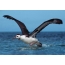 Albatrosfûgels Foto