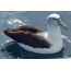 Albatros na vodě