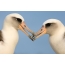 Paar albatrosses