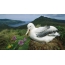 Picture skrifborð albatross
