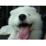 Orku vtipné obrázky Samoyeds