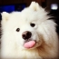 Orku funny pictures pictures Samoyeds