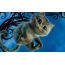 Cheshire cat pantalla completa
