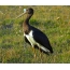 American stork