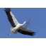 Witte Stork yn 'e himel
