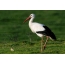 Hazır Fotoğraf Masaüstünde Stork