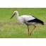 Stork on Ситапур