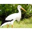 Wite stork op in stofbands