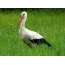 Stork a cikin ciyawa