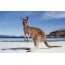 Kangaroo ar an trá