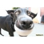 მხიარული ძაღლების ფოტოები (48 ფოტო)