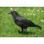 Raven on grass