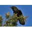 Raven na větvi
