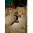 Novorođeni ježevi (21 fotografija)
