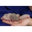 Novorojeni ježi (21 fotografij)