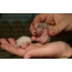 Novorojeni ježi (21 fotografij)